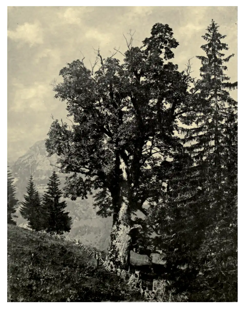 Plate 183: Sycamore in Switzerland