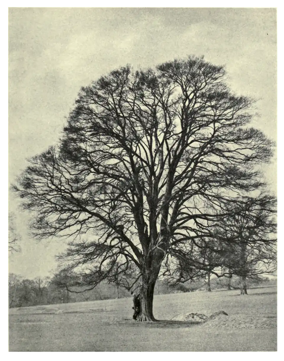 Plate 184: Common Maple at Cassiobury