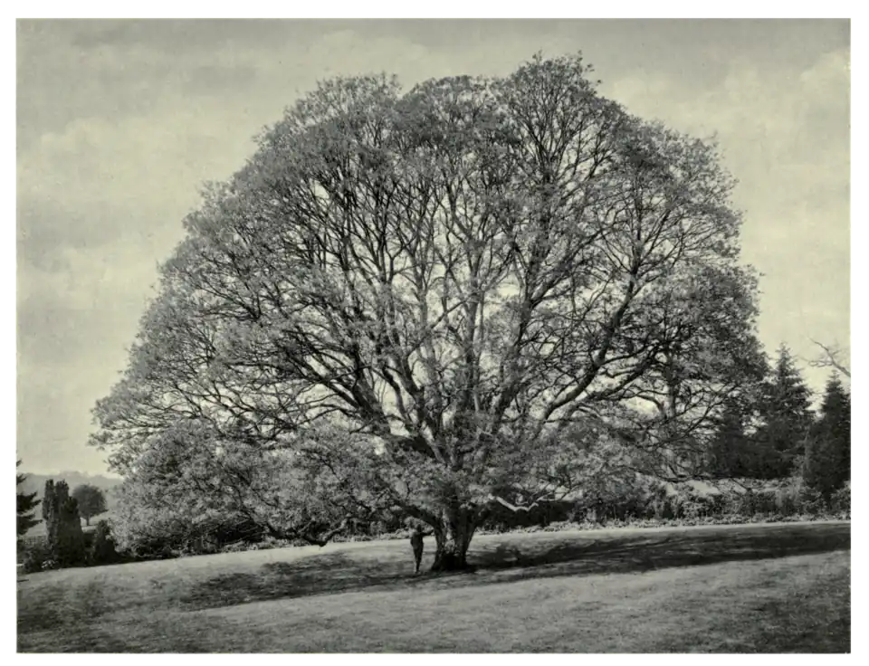 Plate 186: Norway Maple at Emsworth