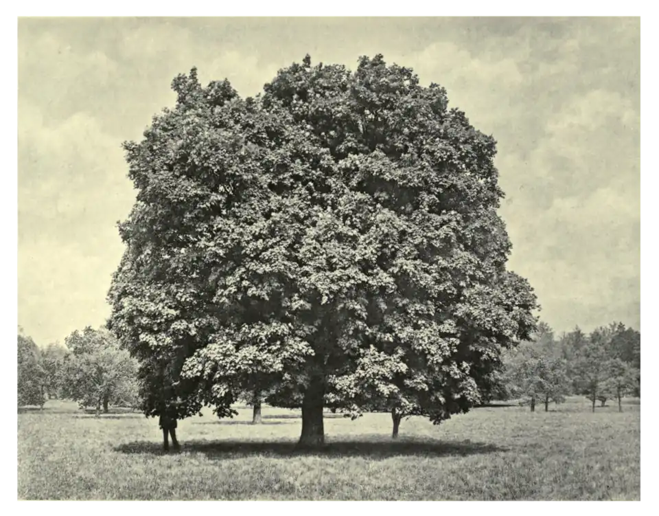 Plate 189: Italian Maple at Hargham