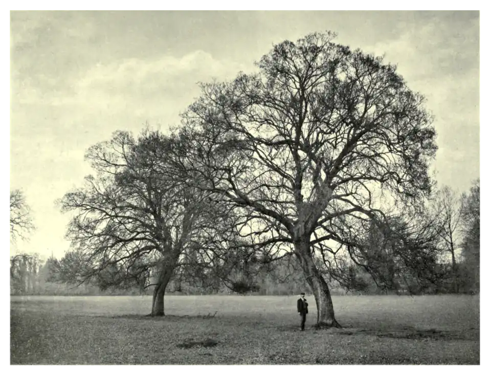 Plate 190: Montpellier Maple at Rickmansworth