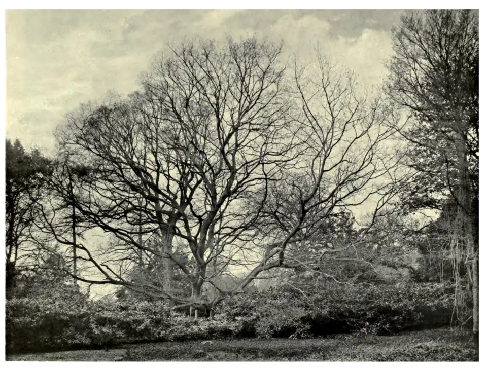 Plate 191: Sugar Maple at Park Place
