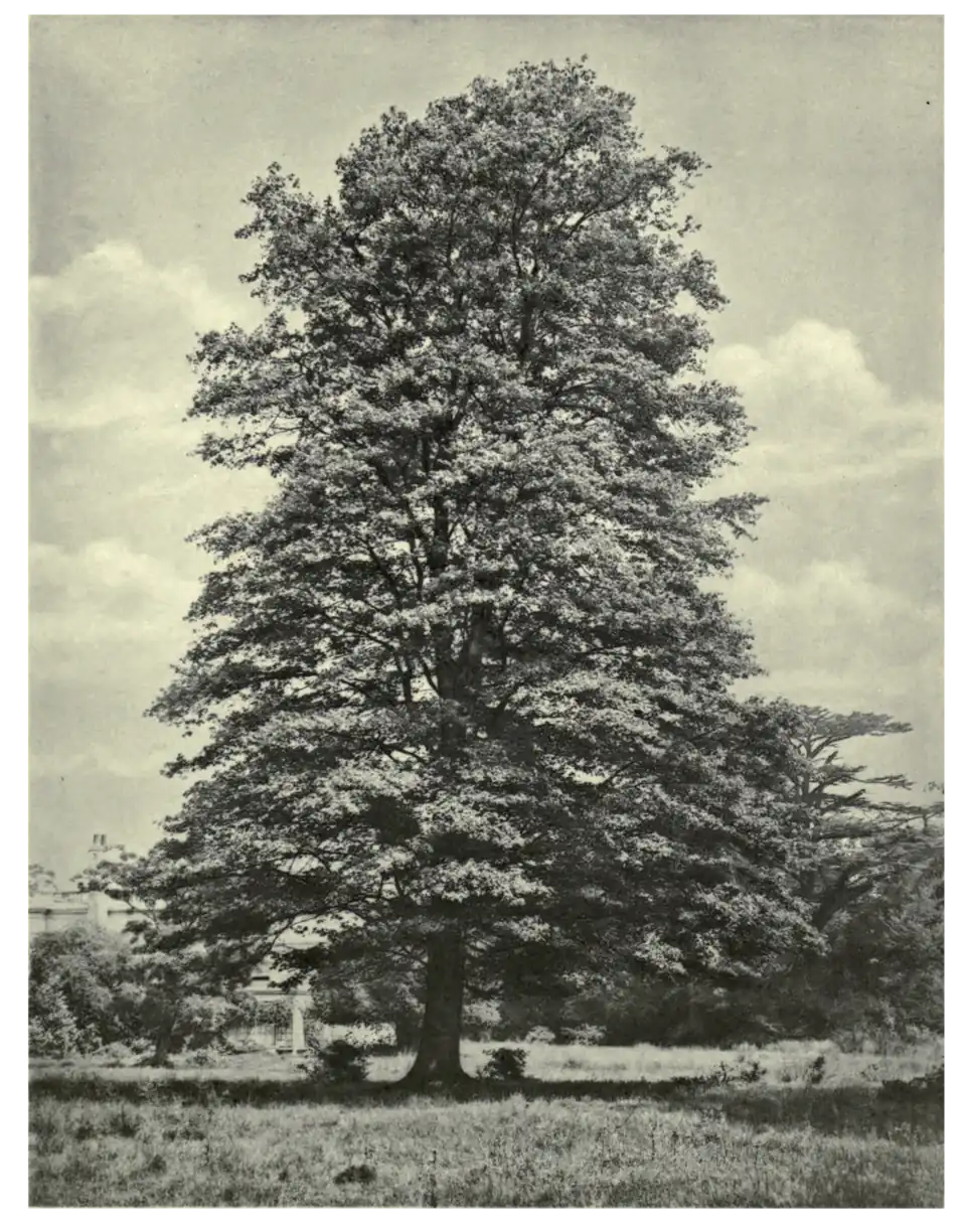 Plate 192: Red Maple at Whitton