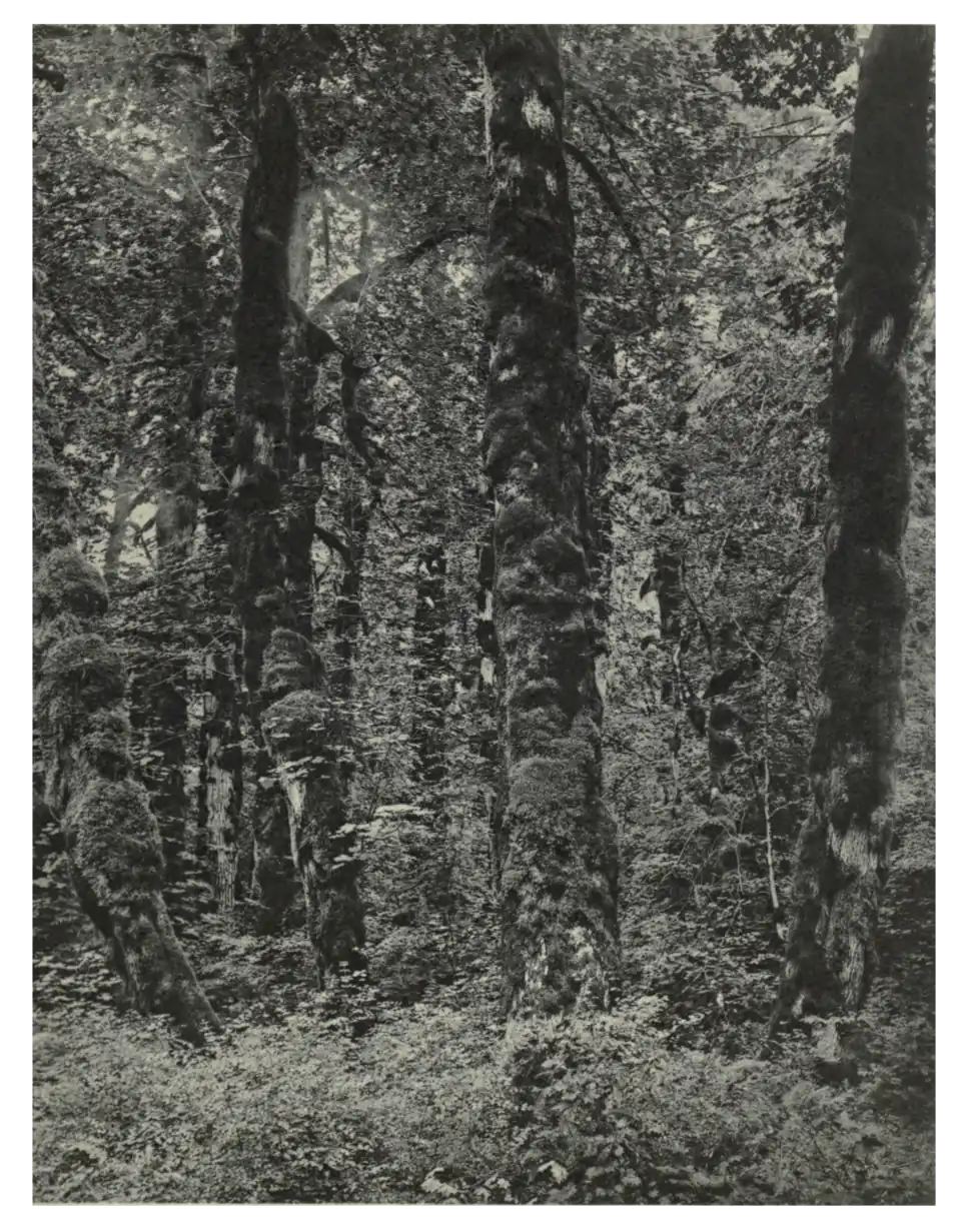 Plate 193: Western Maple in America