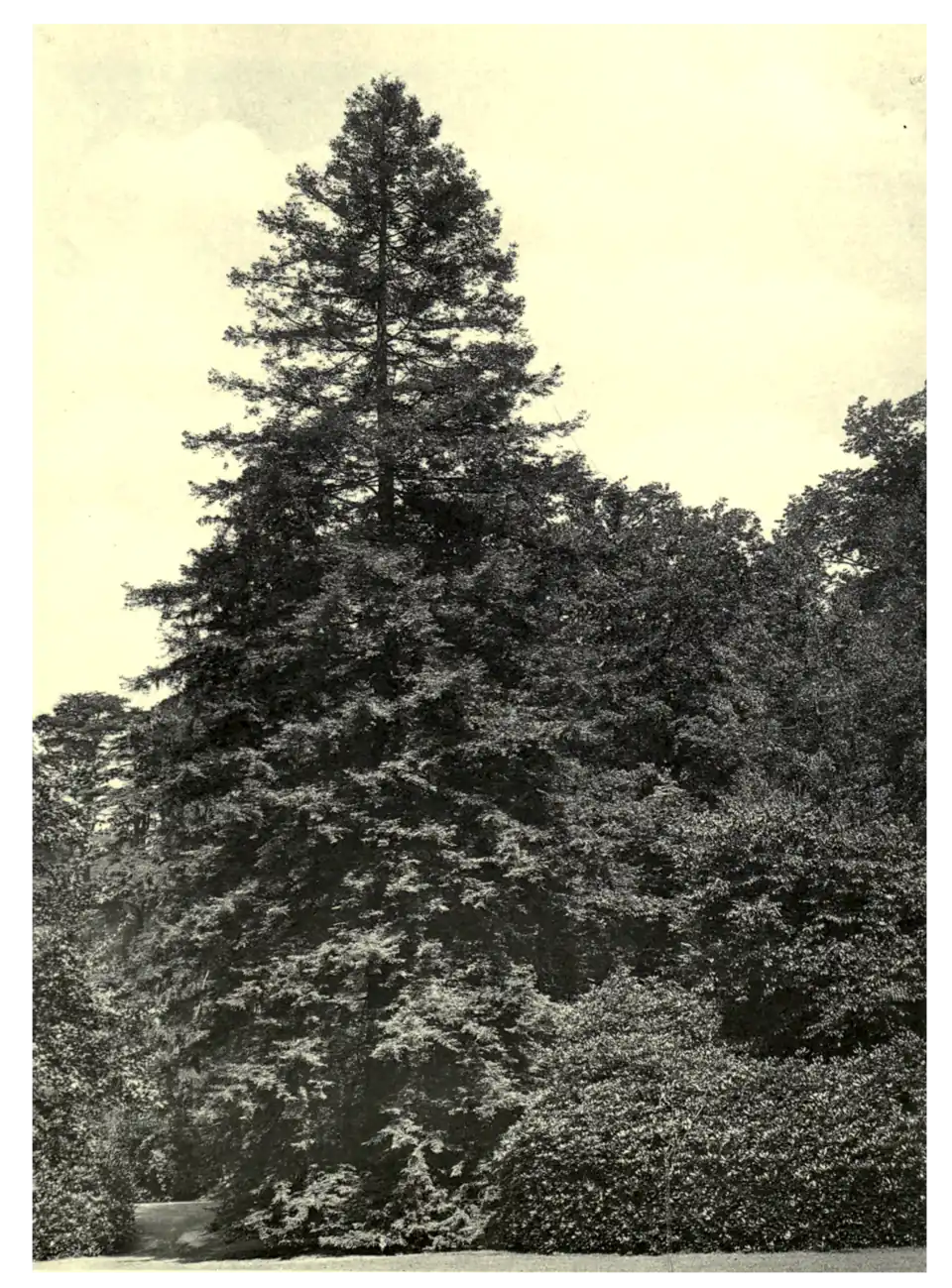 Plate 194: Redwood at Claremont