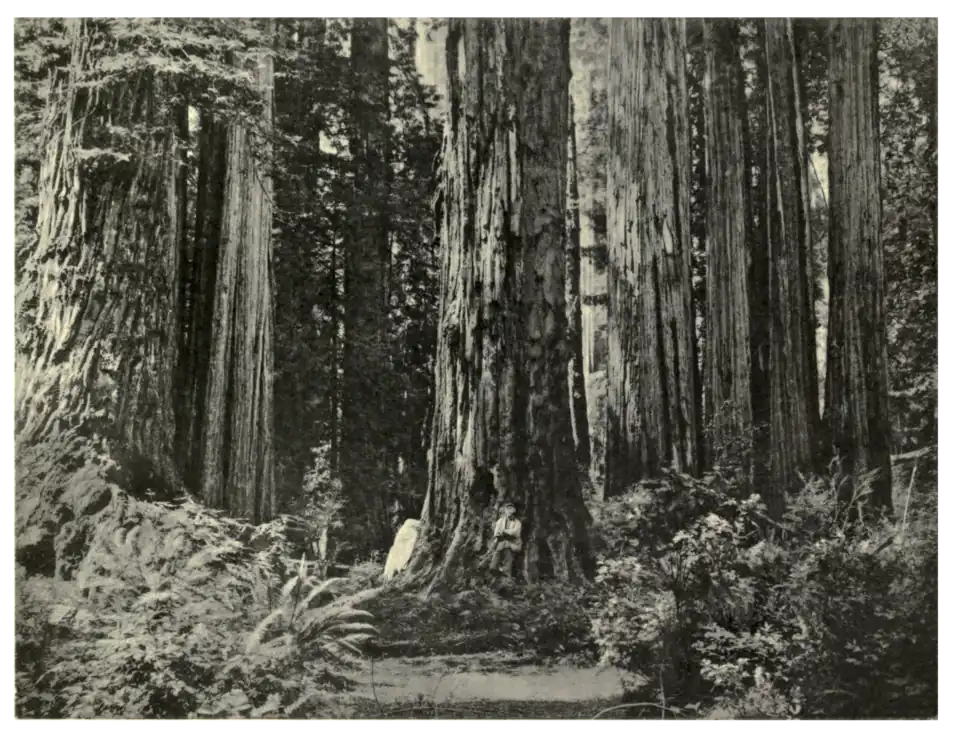 Plate 195: Redwood Forest in California