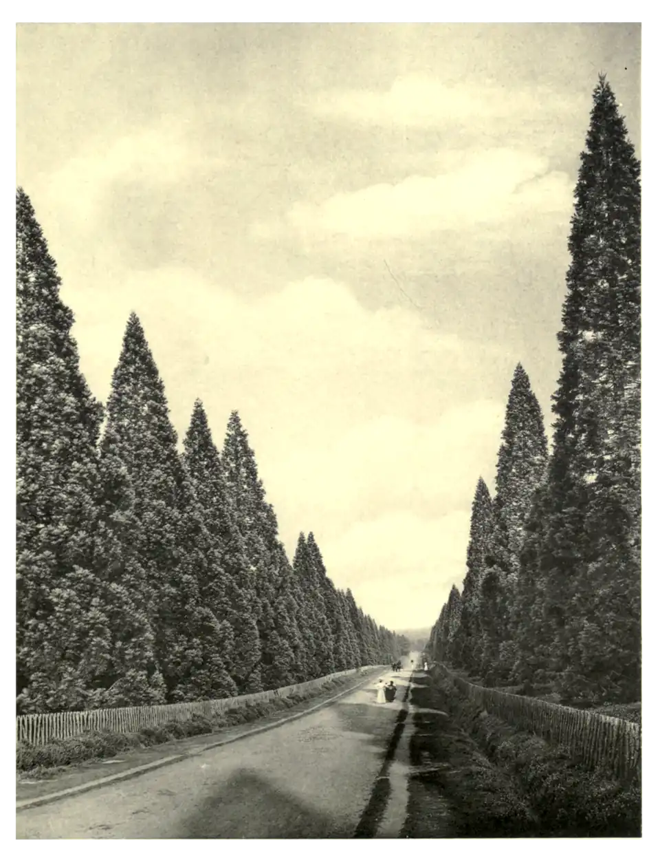 Plate 198: Wellingtonia Avenue near Wellington College