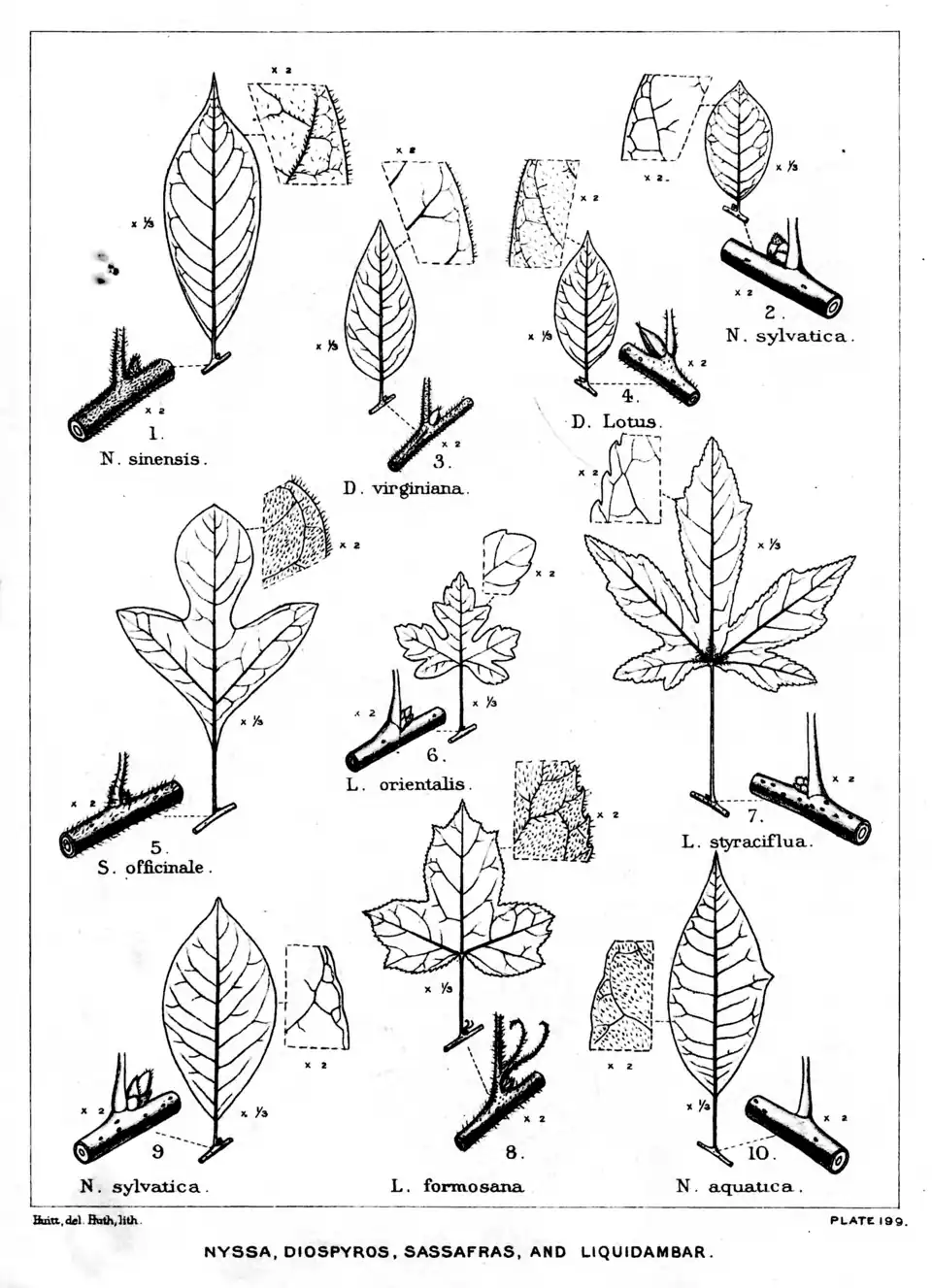 Plate 199: Nyssa, Diospyros, Sassafras, and Liquidambar; leaves, etc.
