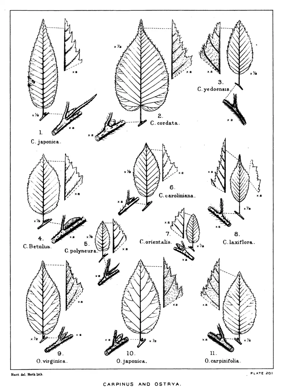 Plate 201: Carpinus and Ostrya; leaves, etc.