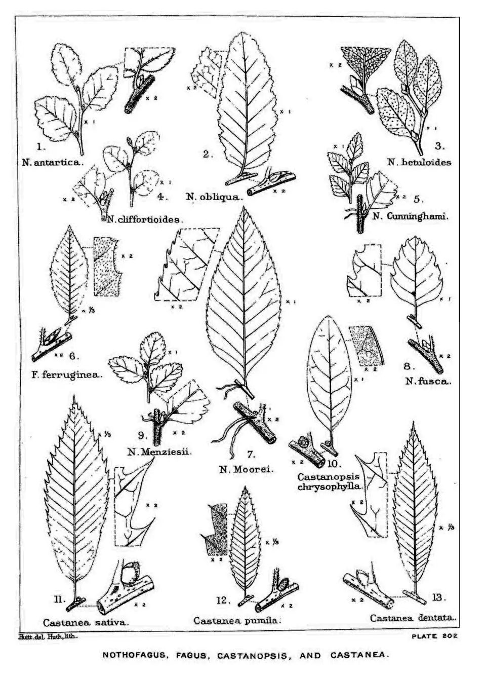 Plate 202: Nothofagus, Fagus, Castanopsis, and Castanea; leaves, etc.
