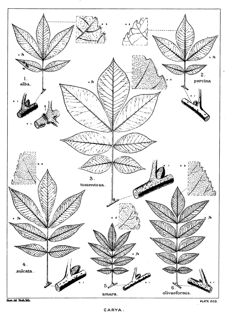 Plate 203: Carya; leaves, etc.