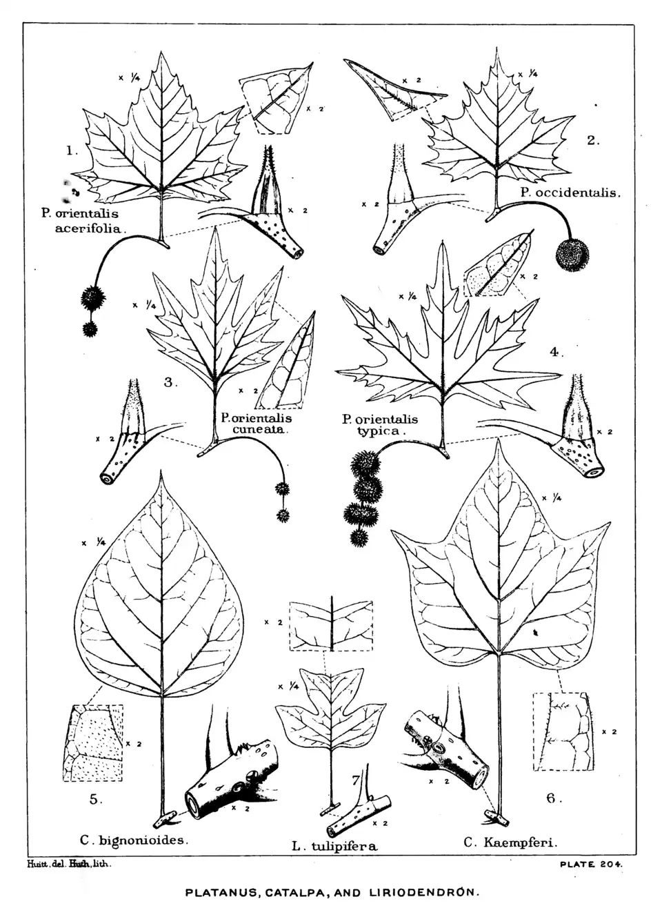 Plate 204: Platanus, Catalpa, and Liriodendron; leaves, etc.