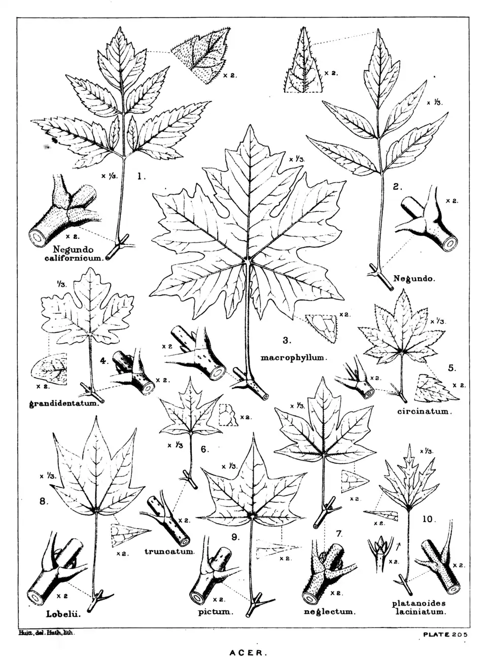 Plate 205: Acer; leaves, etc.