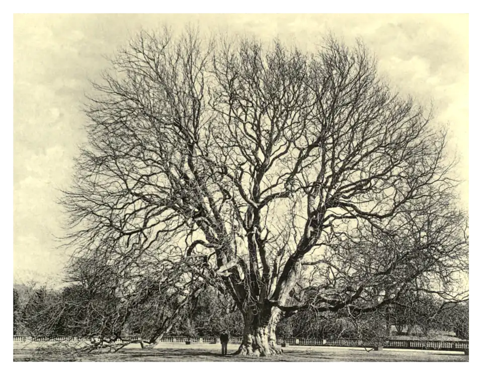 Plate 367: Oriental Plane at Weston Park