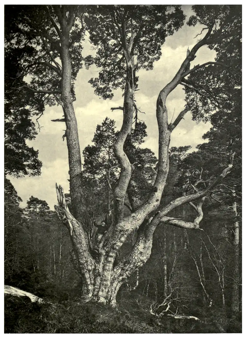 Plate 368: Scots Pine in Glen Maillie