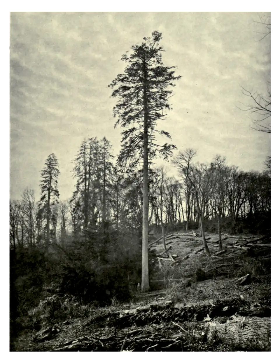 Plate 208: Silver Fir at Cowdray