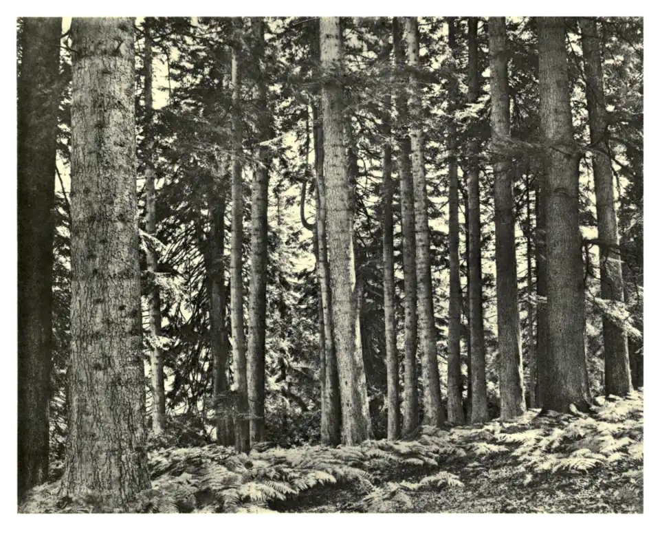 Plate 209: Silver Firs at Longleat