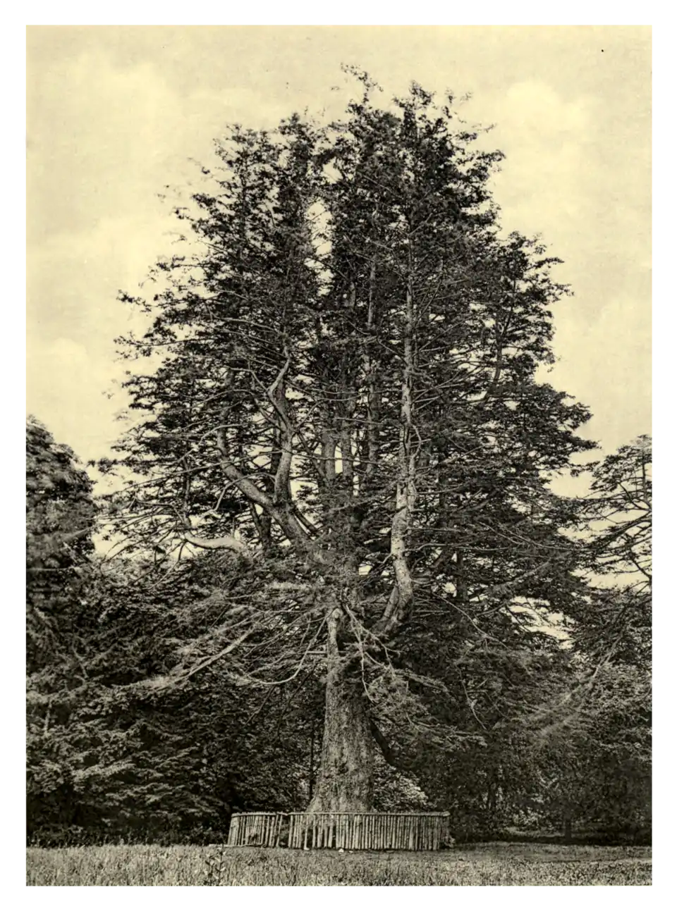 Plate 210: Silver Fir at Roseneath