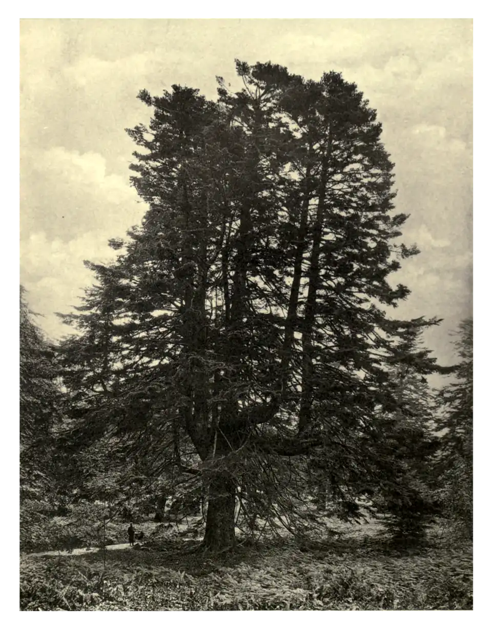 Plate 211: Silver Fir at Tullymore
