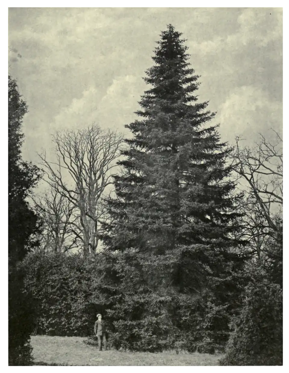 Plate 213: Spanish Fir at Longleat