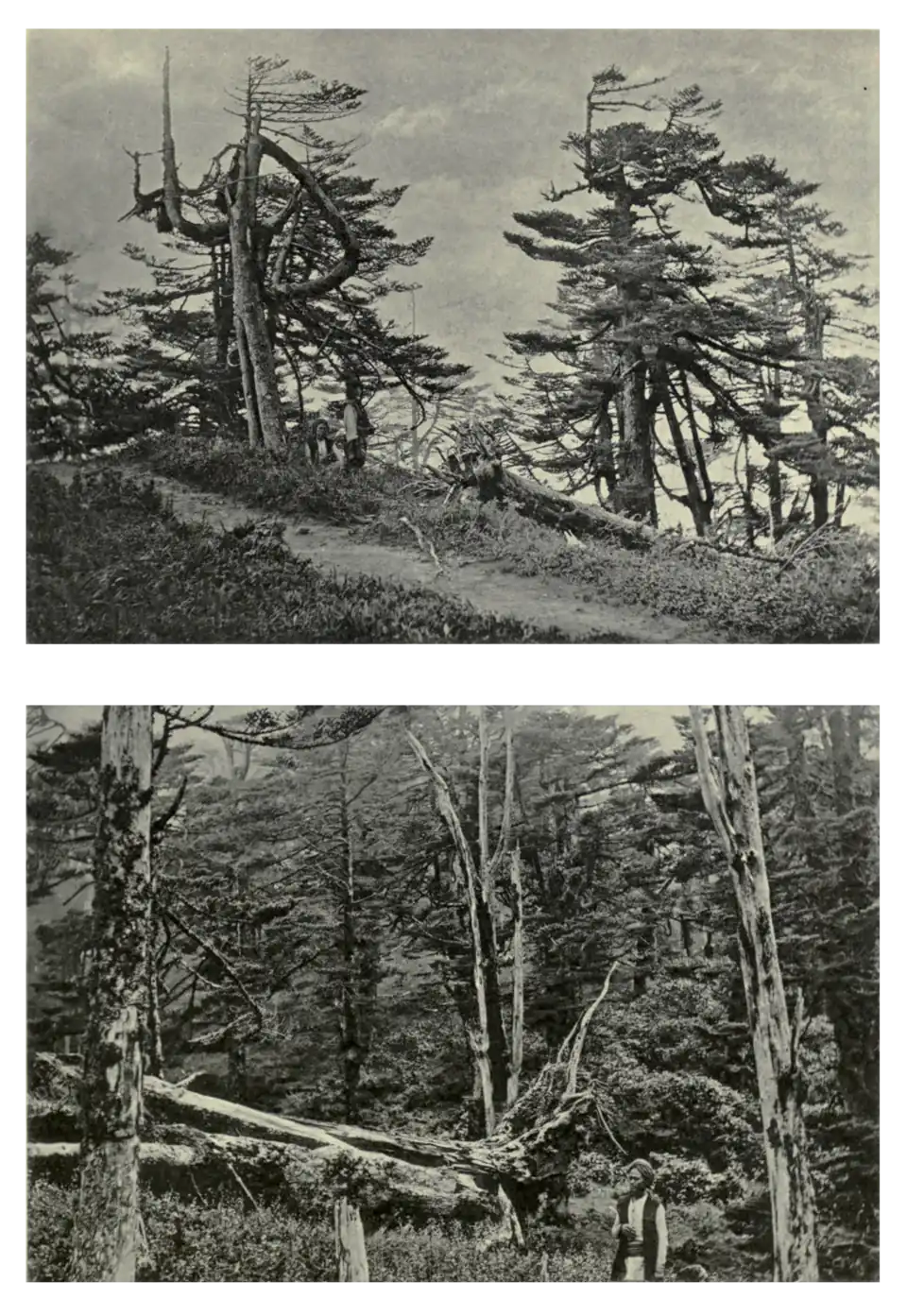 Plate 215: Himalayan Fir in Sikkim