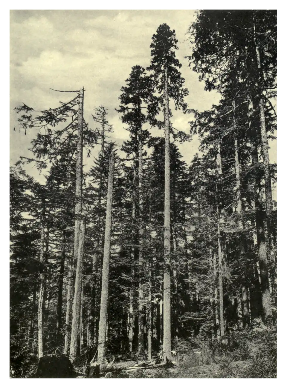 Plate 221: Noble Fir in Oregon