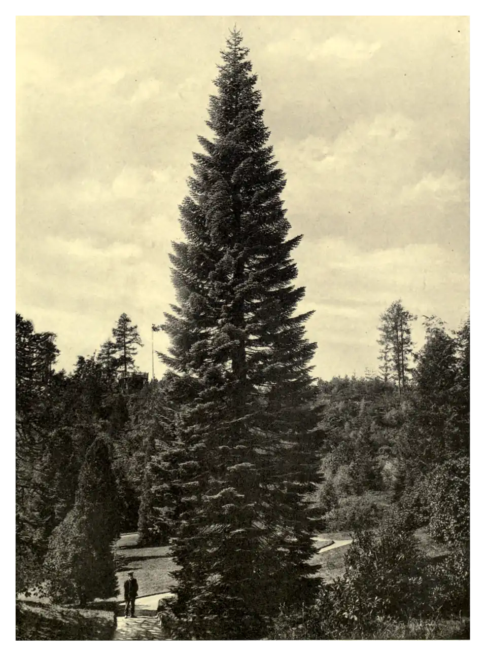 Plate 223: Red or Shasta Fir at Bonskeid