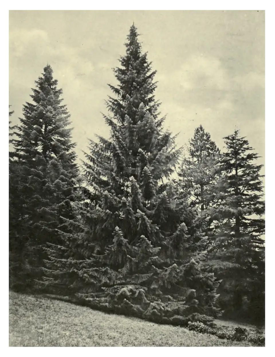 Plate 224: Bristle-cone Fir at Eastnor Castle