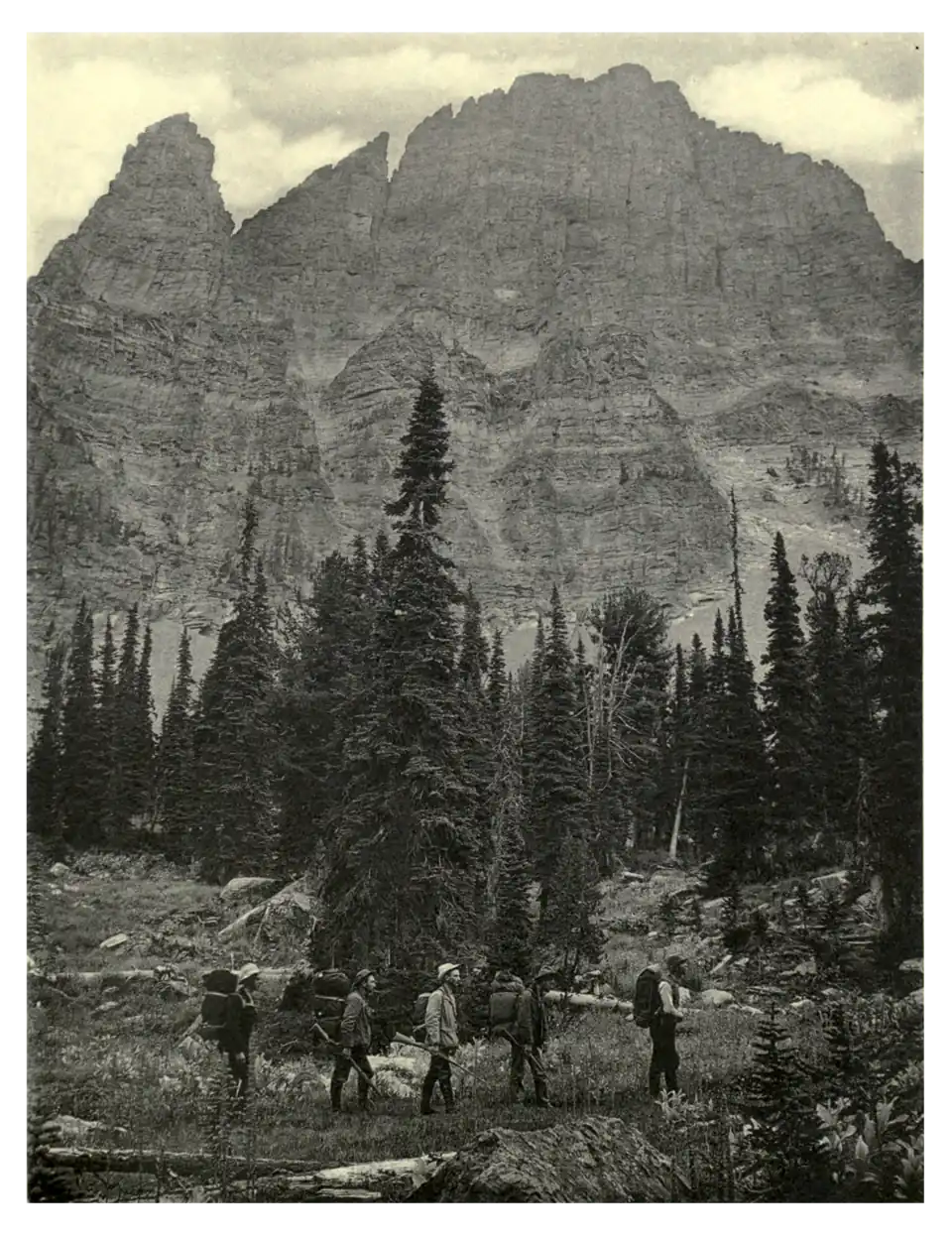 Plate 225: Rocky Mountain Fir in Montana