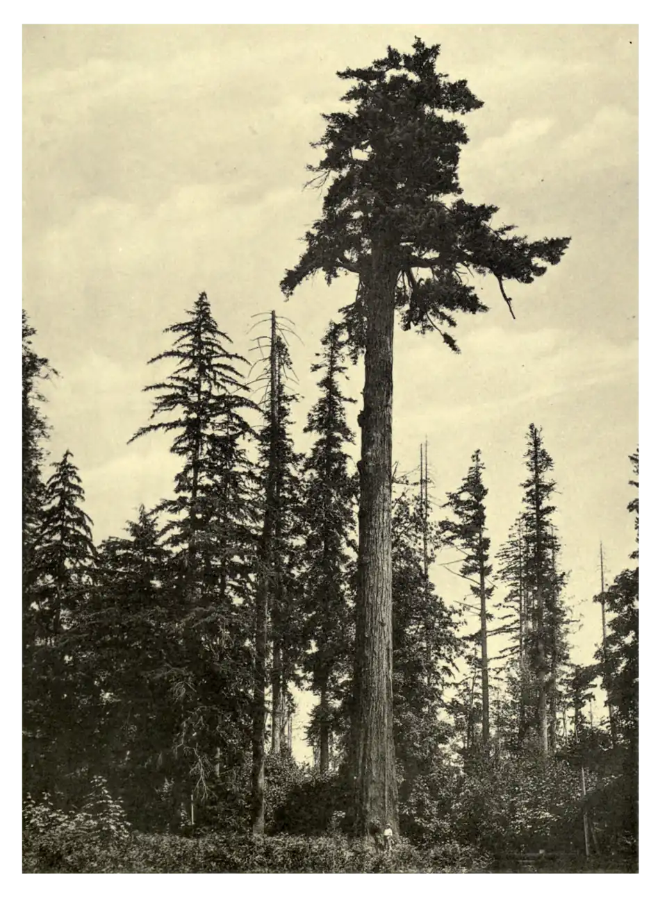 Plate 227: Douglas Fir on Barkley’s Farm