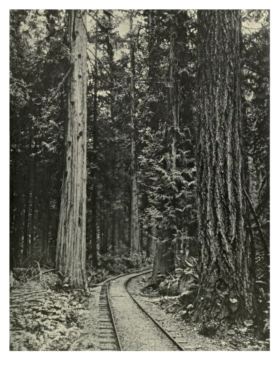 Plate 228: Douglas Fir Forest in Vancouver's Island