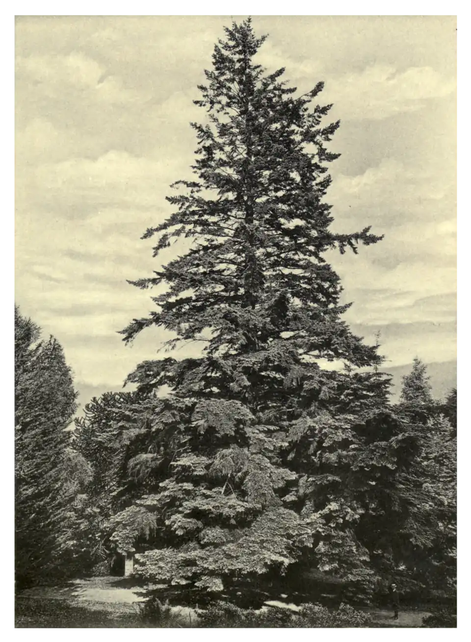 Plate 229: Douglas Fir at Eggesford