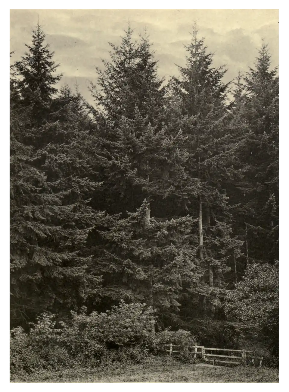 Plate 231: Douglas Fir at Tortworth