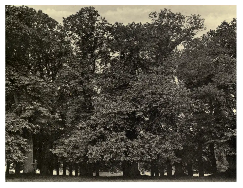 Plate 232: Spanish Chestnut Grove at Bicton