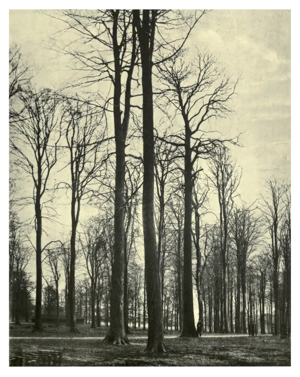 Plate 234: Spanish Chestnut at Thoresby