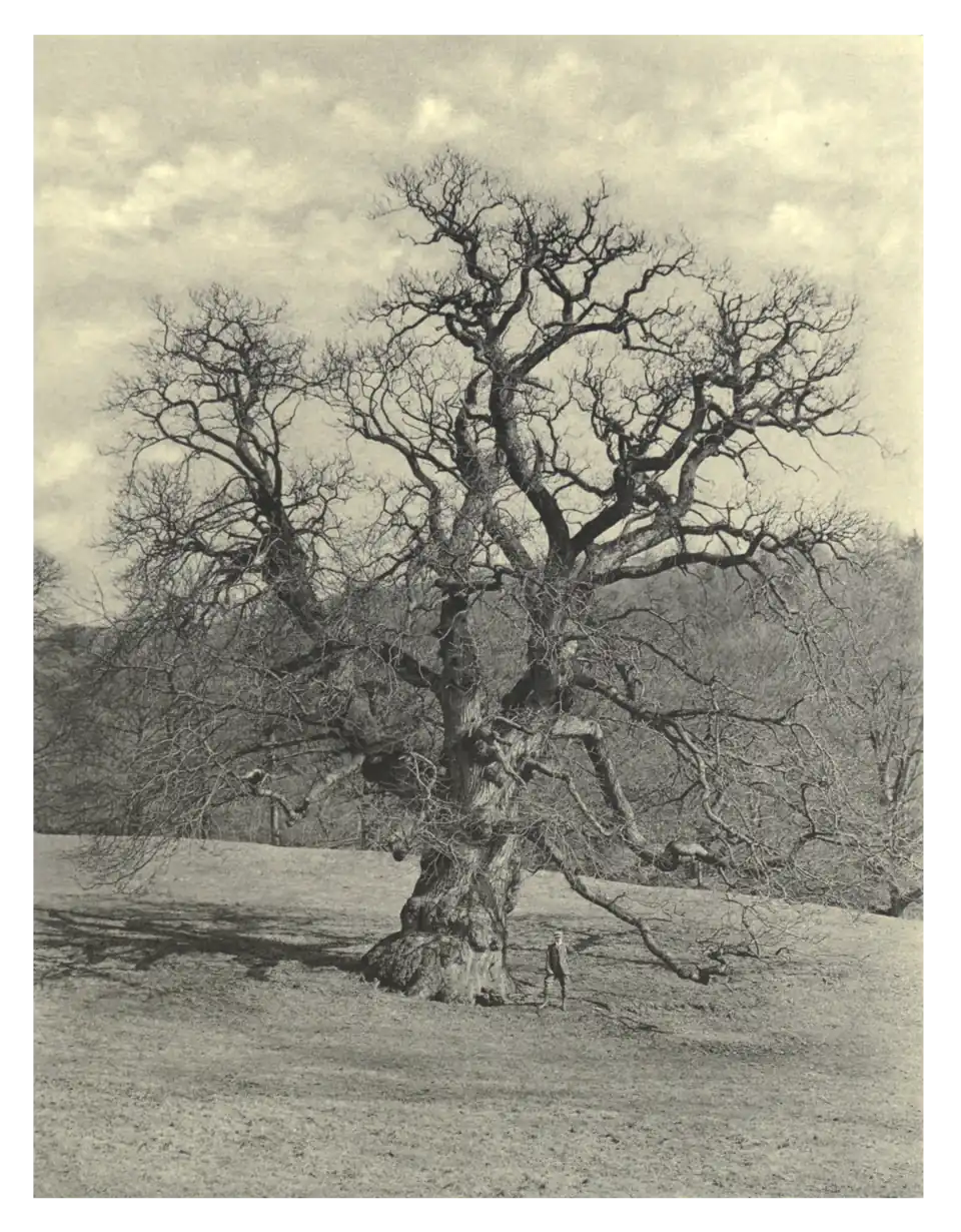 Plate 235: Spanish Chestnut at Rydal