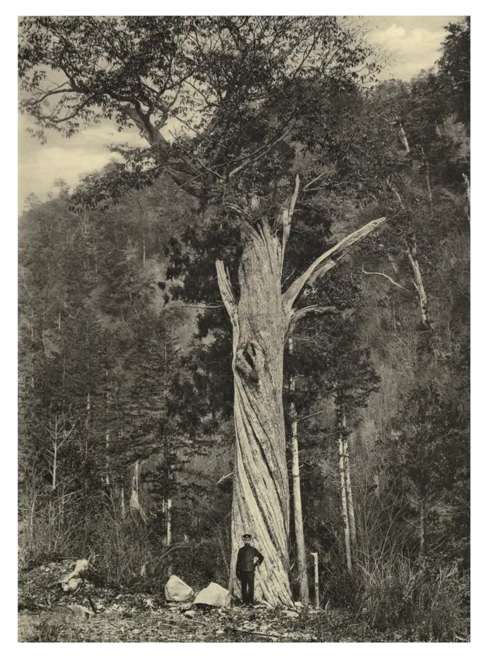 Plate 237: Japanese Chestnut at Atera, Japan