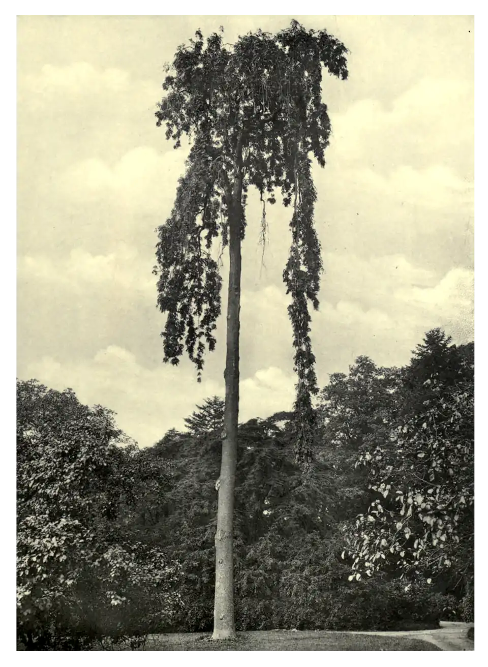Plate 238: Weeping Ash at Elvaston Castle