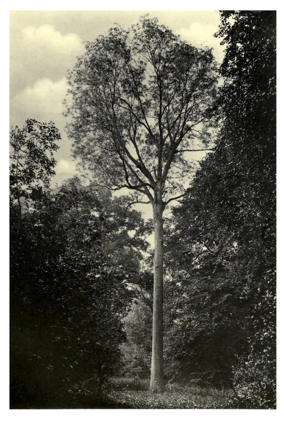 Plate 241: Tall Ash at Ashridge