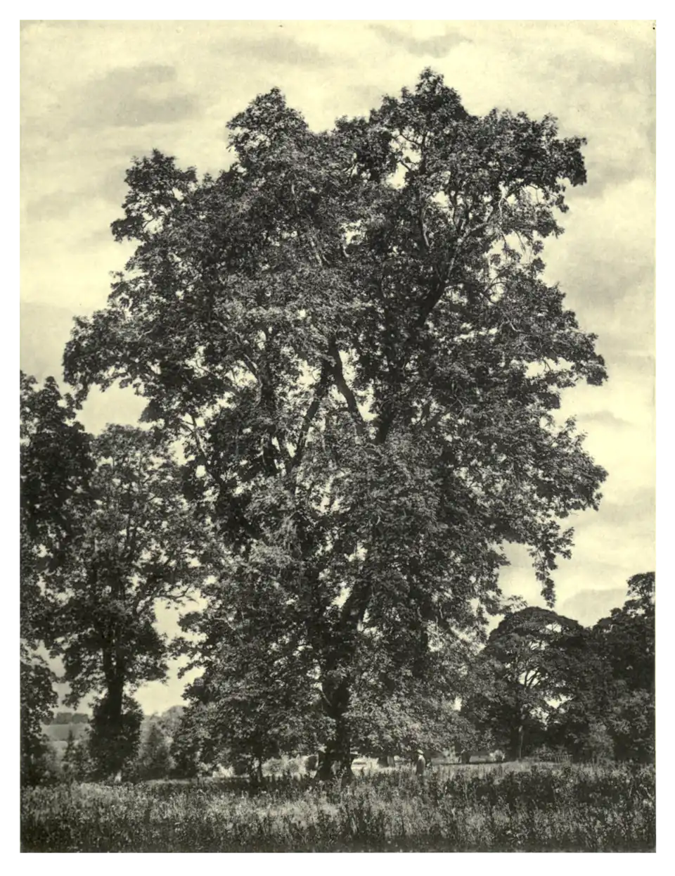 Plate 242: Ash at Woodstock, Kilkenny
