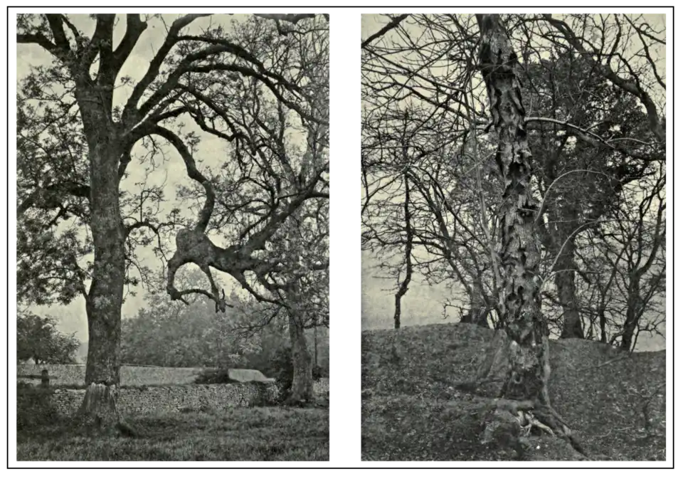 Plate 244: Deformed Ash at Cirencester; Diseased Ash at Colesborne