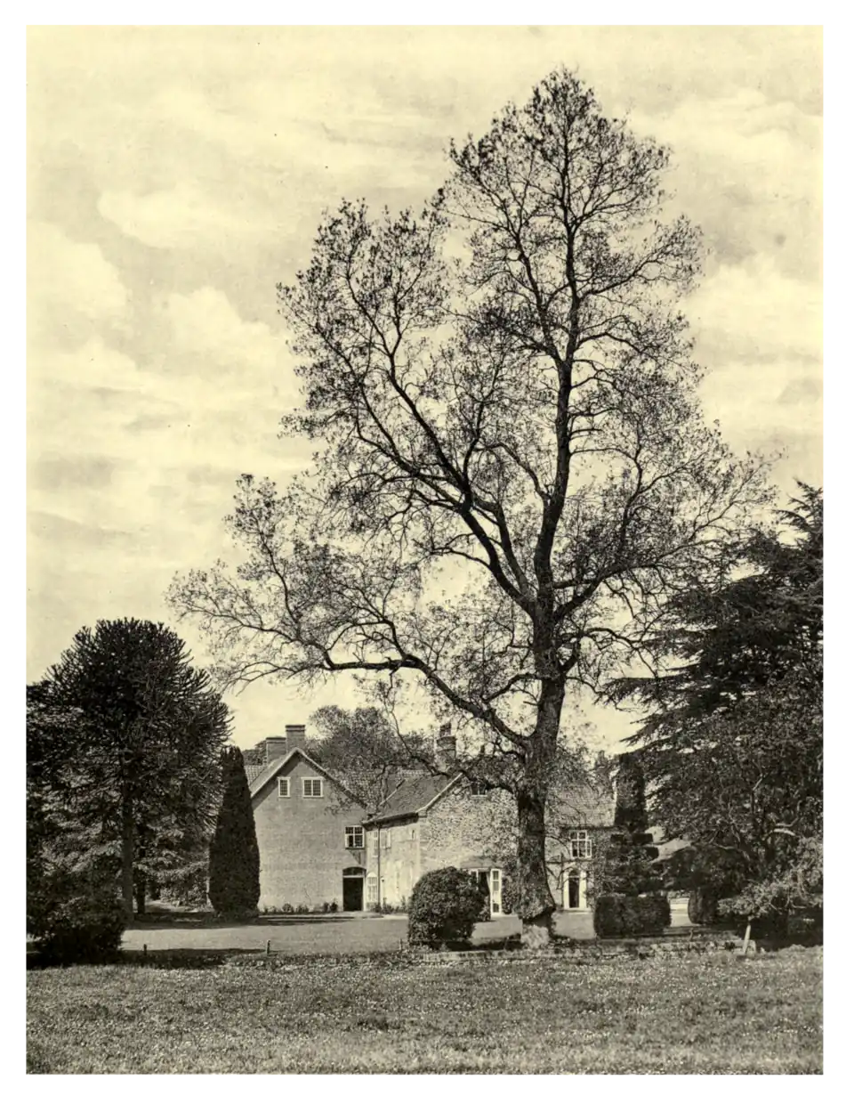 Plate 245: Narrow-leaved Ash at Rougham Hall