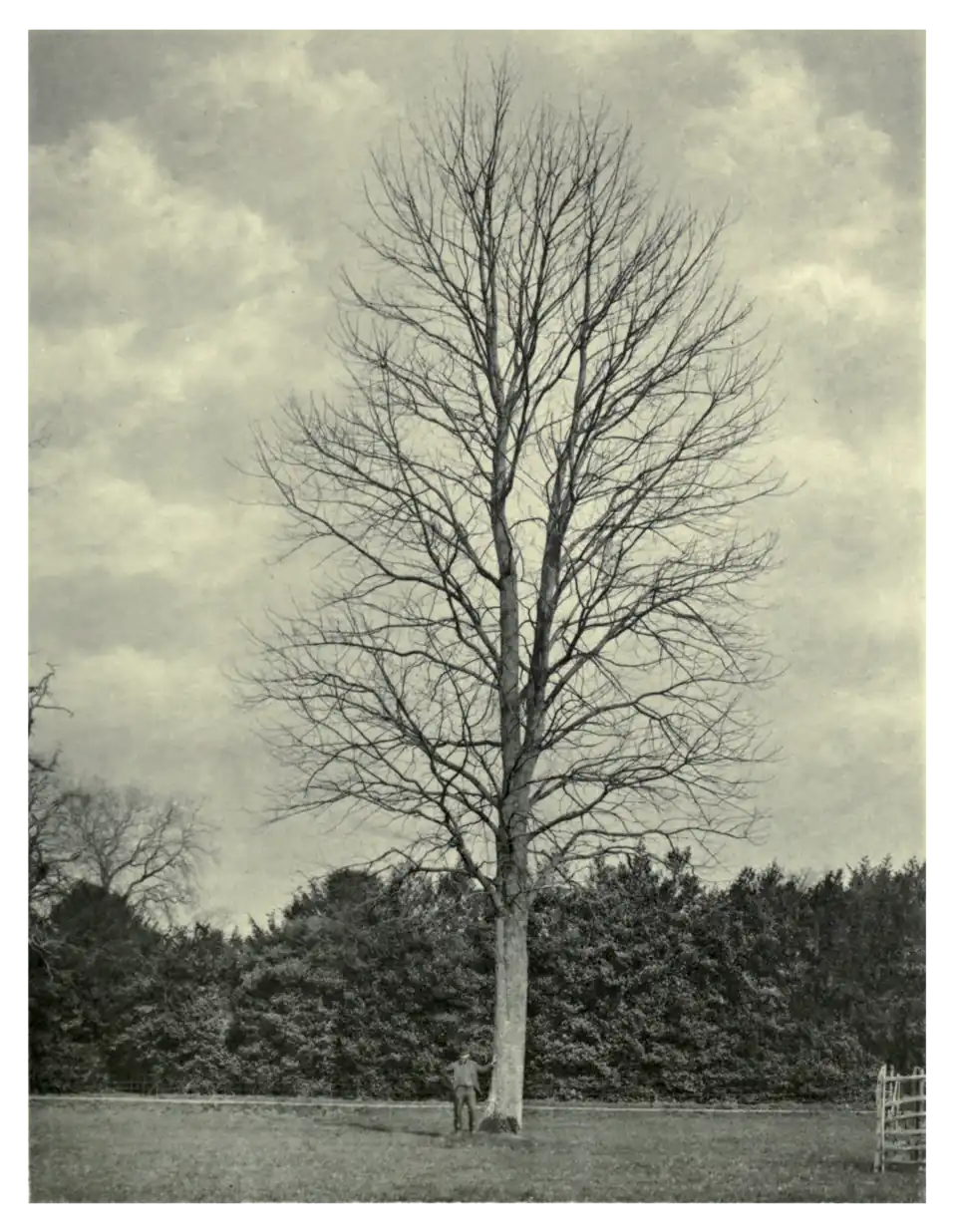 Plate 247: Biltmore Ash at Fawley Court