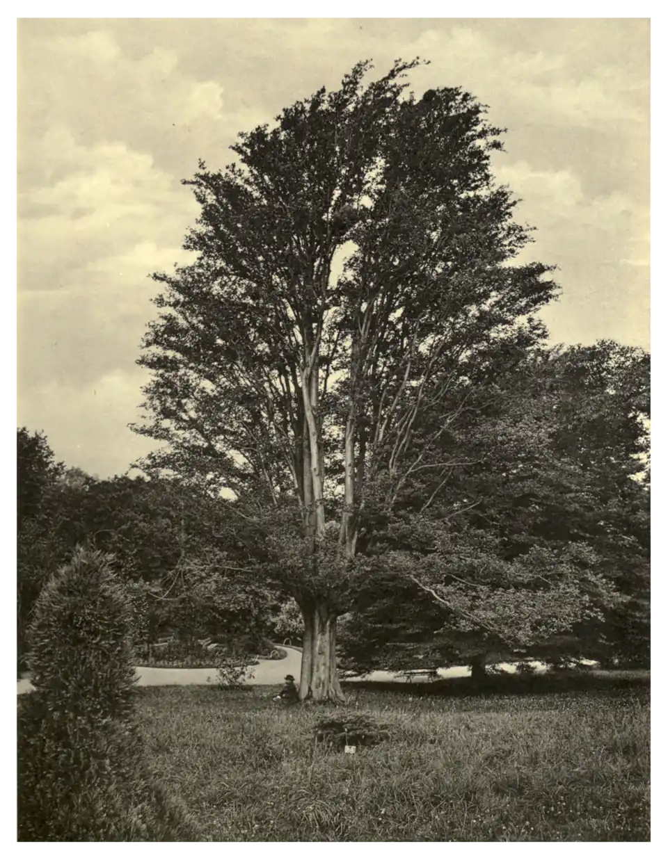 Plate 249: Zelkova crenata at Glasnevin