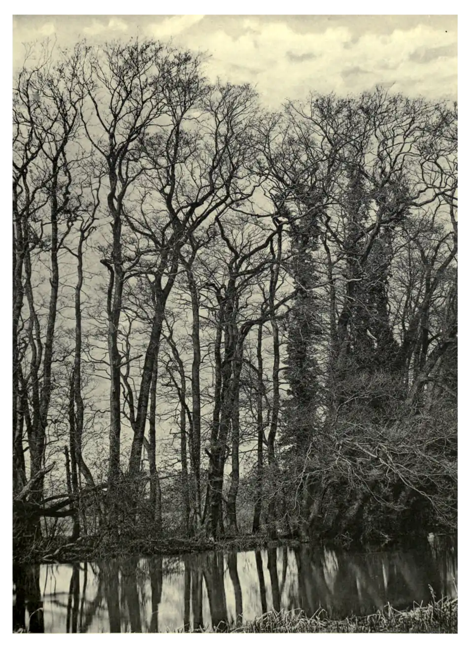 Plate 252: Alders at Lilford