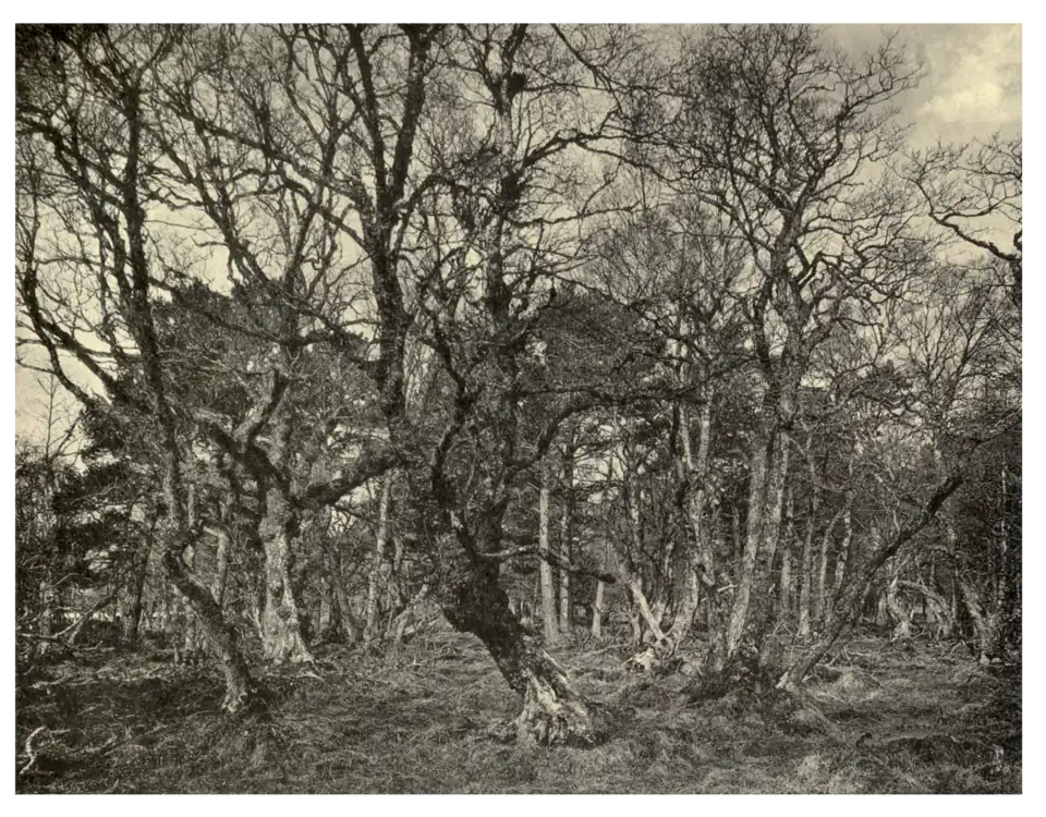 Plate 258: Gnarled Birches in Glenmore