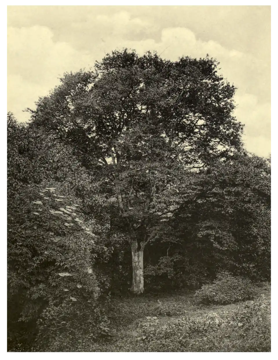 Plate 260: Yellow Birch at Oriel Temple