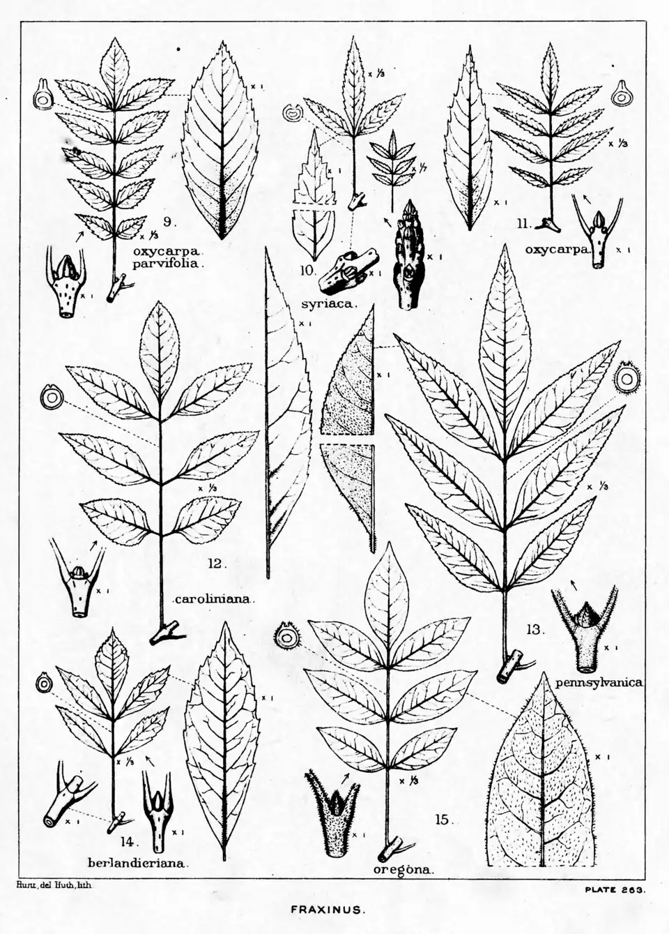 Plate 263: Fraxinus; leaves, etc.