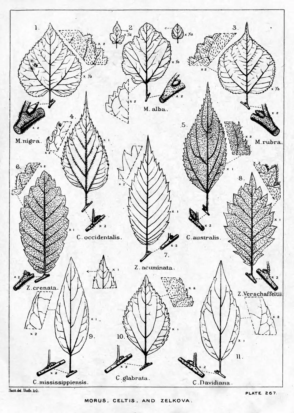 Plate 267: Morus, Celtis, and Zelkova; leaves, etc.