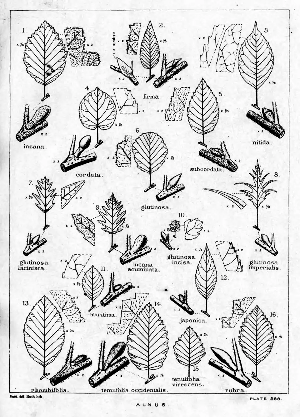 Plate 268: Alnus; leaves, etc.